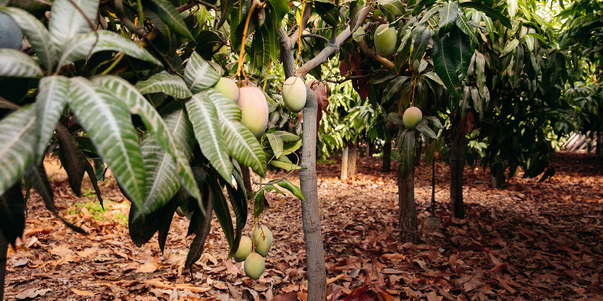 Mangoplantage