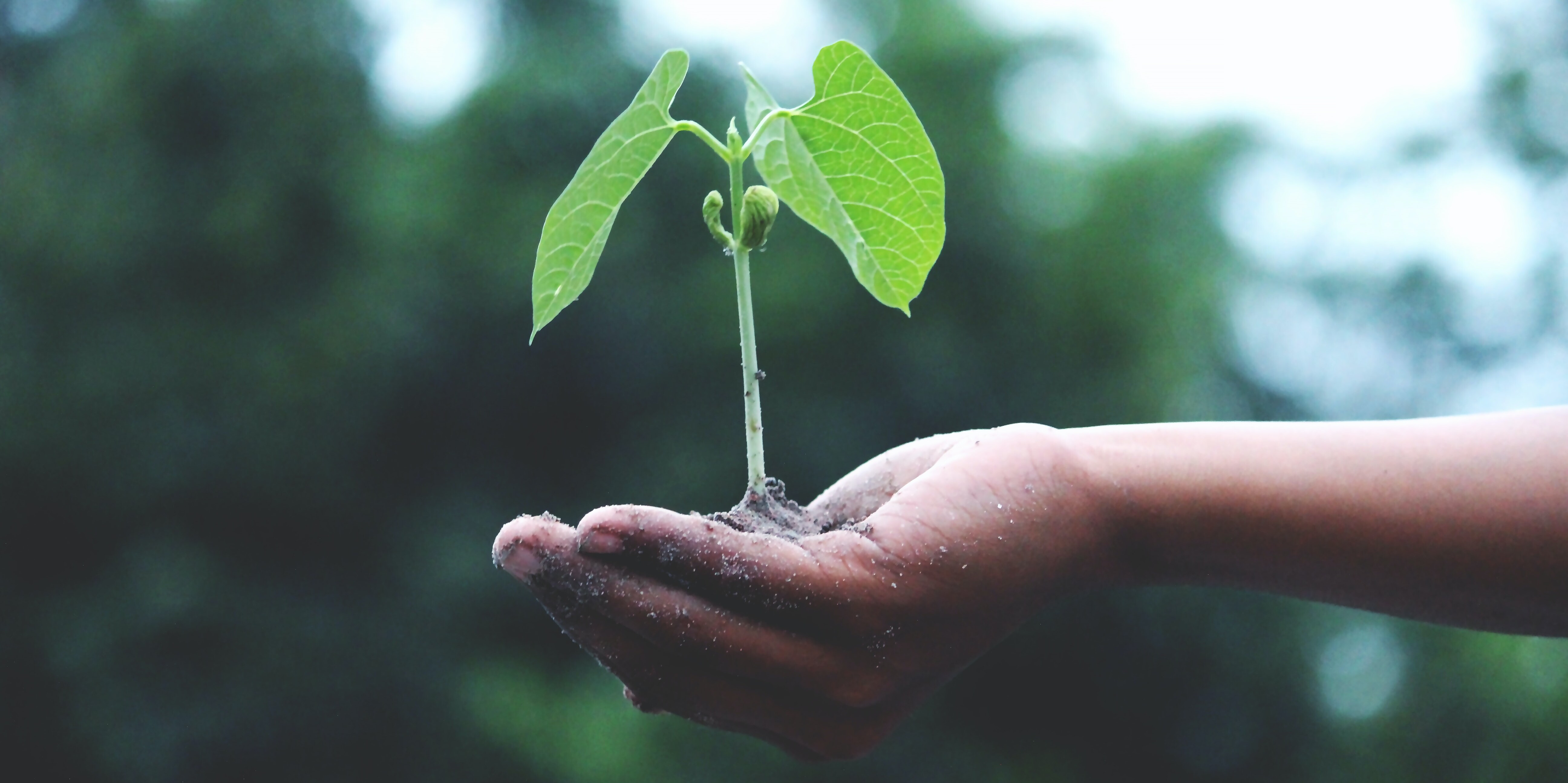 Sustainability Strategy Sustainability Strategy